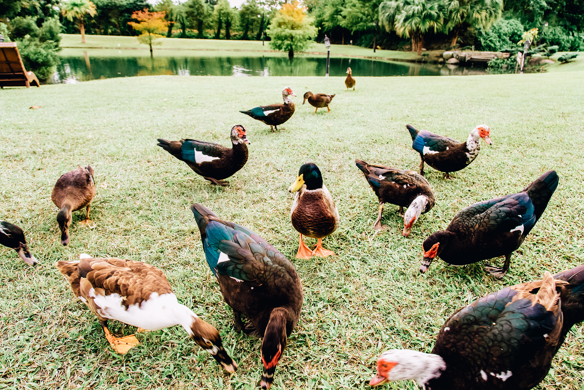 夏洛克Villa動物餵食體驗